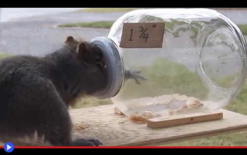 Squirrel in a jar