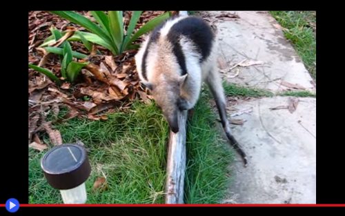 Tamandua feeds