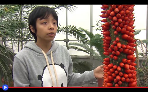 Titan Arum Fruit