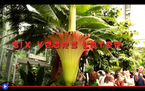 Titan Arum Smell