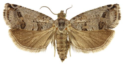 c-deshaisiana