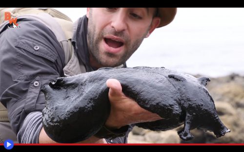 Black Sea Hare