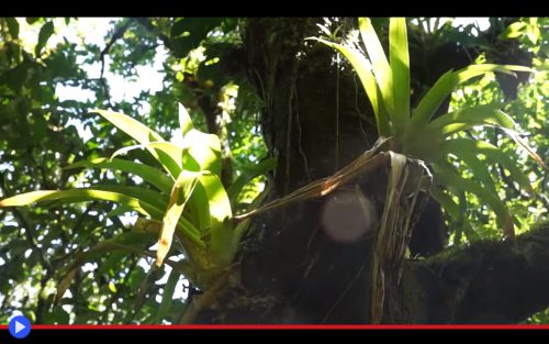 Epiphyte plants