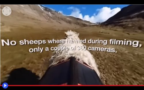 Faroe Sheep 2