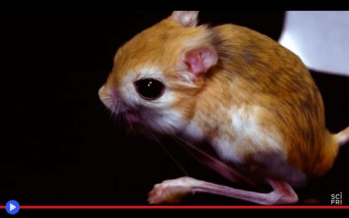 jerboa-science