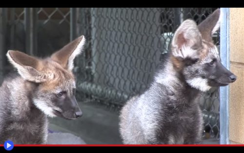 maned-wolf-pups