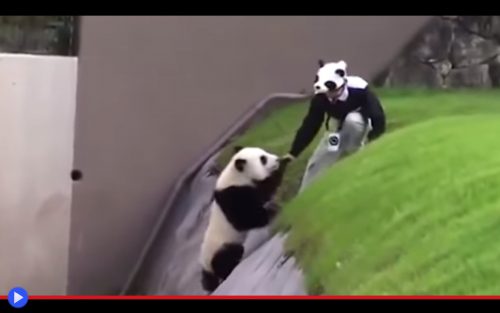 Panda Ditch