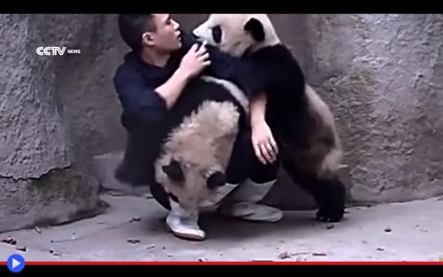 Panda Pups 2