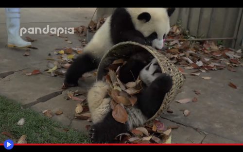 Panda Pups