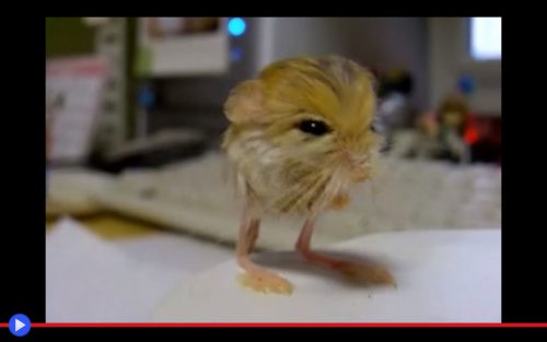 pigmy-jerboa