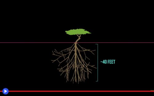 tree-of-tenere