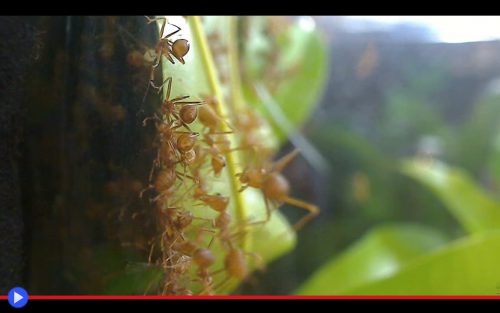 weaver-ants-colony