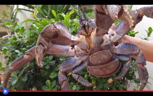 coconut-crab