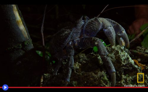 coconut-crab-hunt