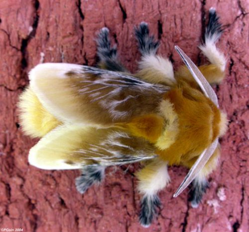 flannel-moth