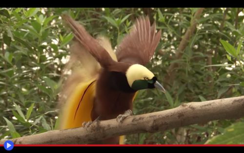 greater-bird-of-paradise