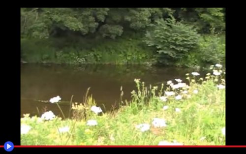 hogweed-in-britain