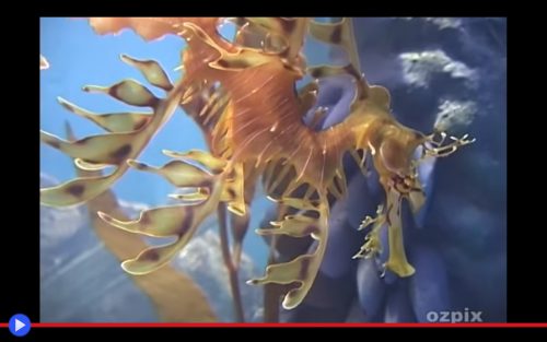 leafy-seadragon