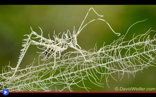 lichen-katydid