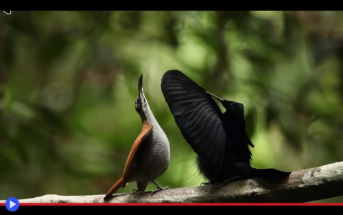 misc-bird-of-paradise