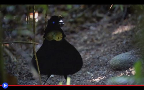 parotia-bird-of-paradise