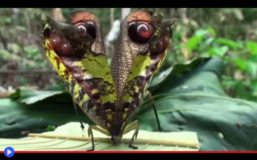 peacock-katydid