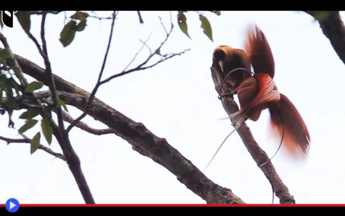 red-bird-of-paradise