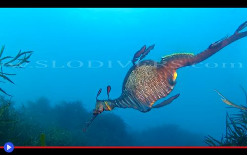 weedy-seadragon