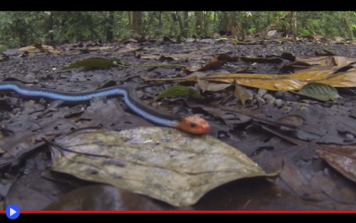 blue-coral-snake