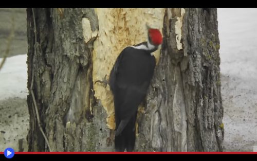 pileated-woodpecker