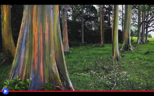 rainbow-eucalyptus