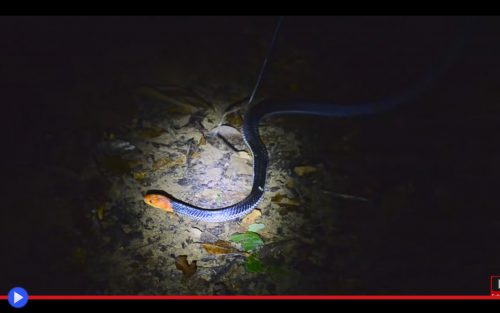 red-headed-krait