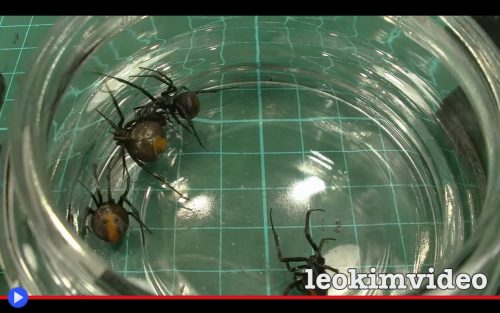 redback-spiders