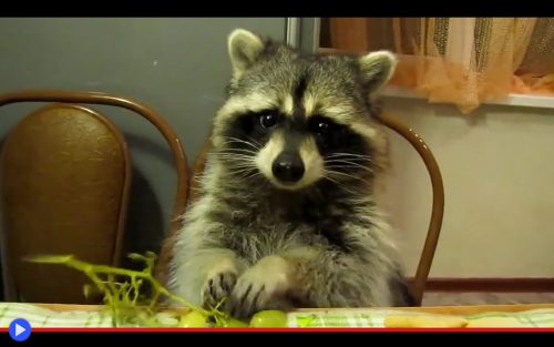 table-raccoon