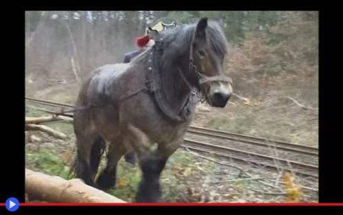 brabant-horse