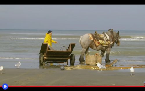 brabant-horse-fishing