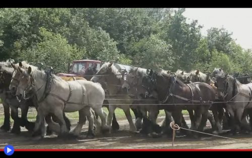 brabant-horse-train