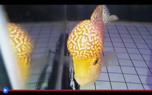 flowerhorn-gold