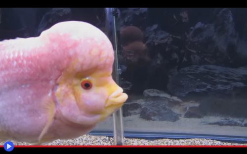 flowerhorn-pink