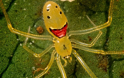 theridion3-500x316.jpg