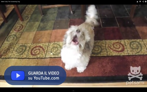 Quel Piccolo Cane Dallululato Infernale Il Blog Di Jacopo Ranieri