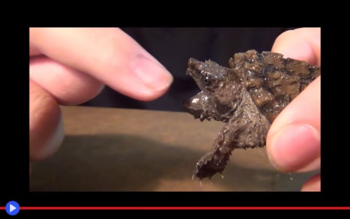 Catturati Tre Grossi Esemplari Della Nuova Tartaruga Alligatore Tartapedia Tartapedia