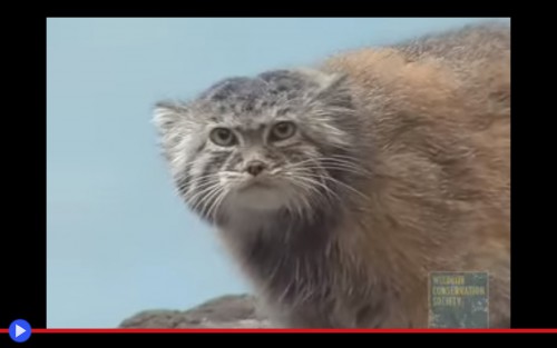 Nella Steppa Un Gatto Peloso Dallo Sguardo Umano Il Blog Di