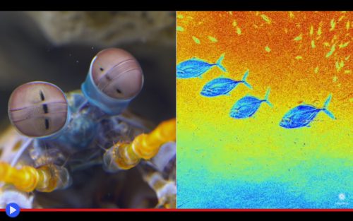 Le Due Armi Segrete Del Gambero Ninja Il Blog Di Jacopo Ranieri