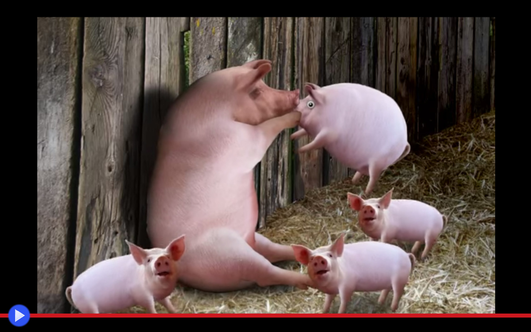 Смешные свинки видео. Свинья с поросятами. Смешные свиньи. Свинка с поросятами. Свиноматка с поросятами.