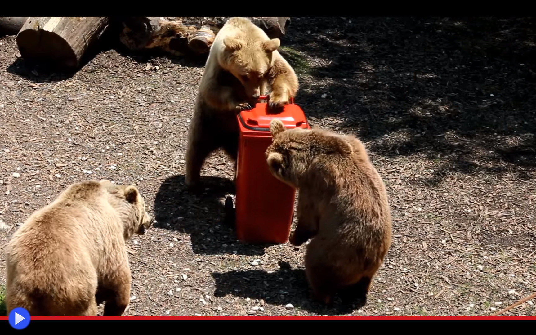 Test bear. Test bear