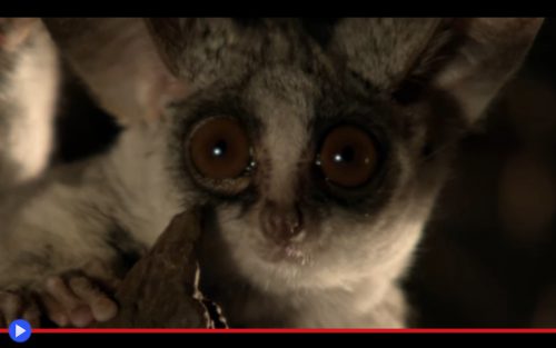 Proscimmie Archivi Il Blog Di Jacopo Ranieri