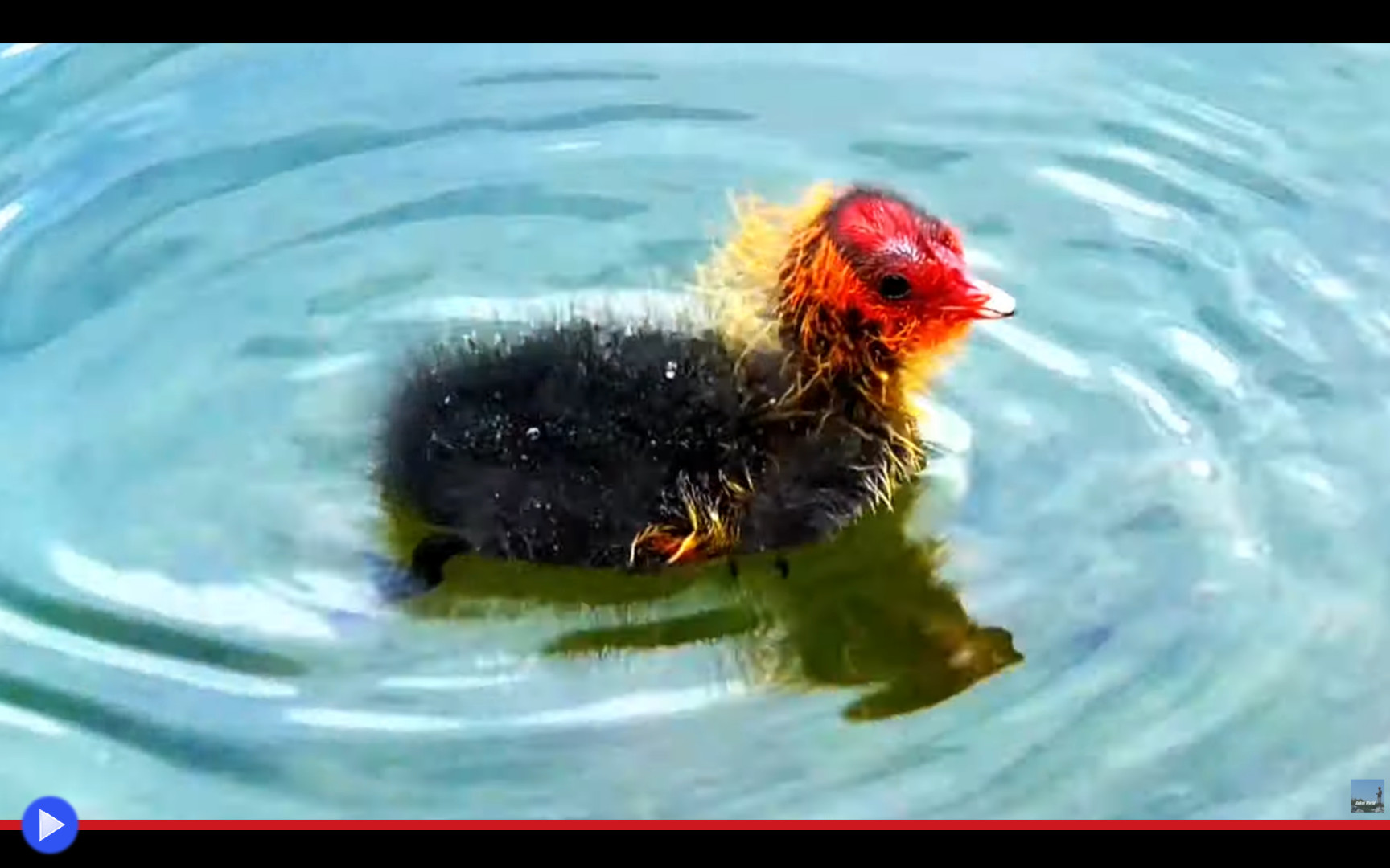 I Colori Che Decidono La Sopravvivenza Del Pulcino Della Folaga Di Lago Il Blog Di Jacopo Ranieri