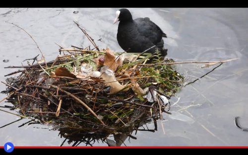 I Colori Che Decidono La Sopravvivenza Del Pulcino Della Folaga Di Lago Il Blog Di Jacopo Ranieri
