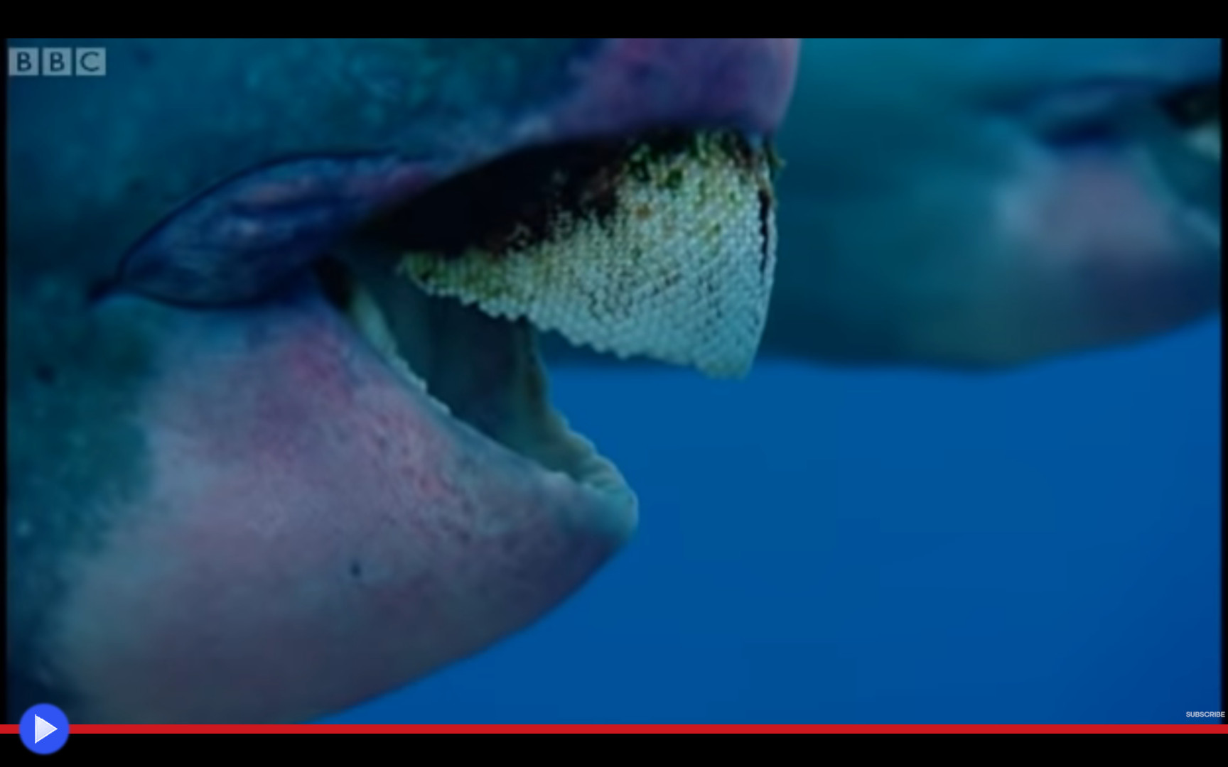 Bite through. Bite through. Комар необычный. Bite through. Bite through.